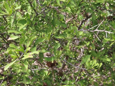 Gymnosporia buxifolia, photographed by linkie