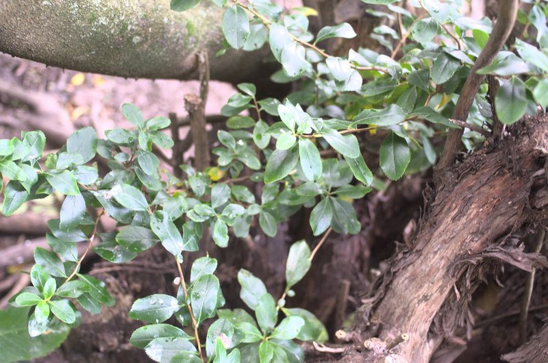 Escallonia rubra, photographed by Jon Sullivan
