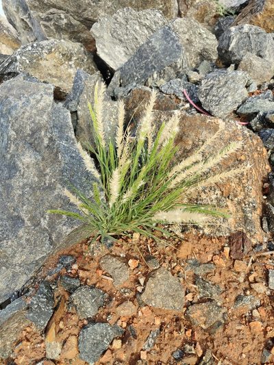 Enneapogon polyphyllus, photographed by Rod Lowther