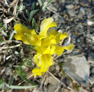 Iris potaninii, photographed by Pavel Borodin