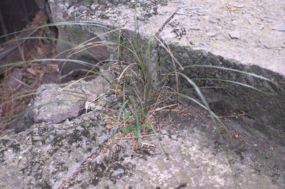 Anemanthele lessoniana, photographed by Jon Sullivan