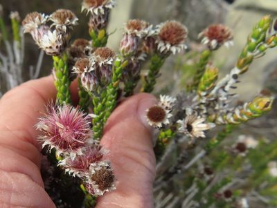 Lachnospermum imbricatum, photographed by linkie