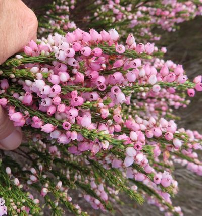 Erica filipendula, photographed by linkie
