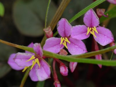Sonerila scapigera, photographed by Dinesh Valke
