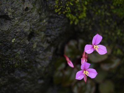 Sonerila scapigera, photographed by Dinesh Valke