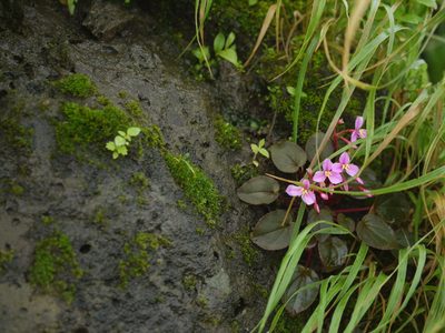 Sonerila scapigera, photographed by Dinesh Valke
