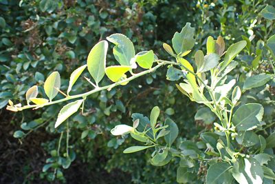 Gymnosporia buxifolia, photographed by Di Turner