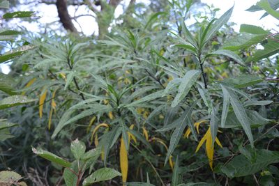 Solanum laciniatum, photographed by Jon Sullivan