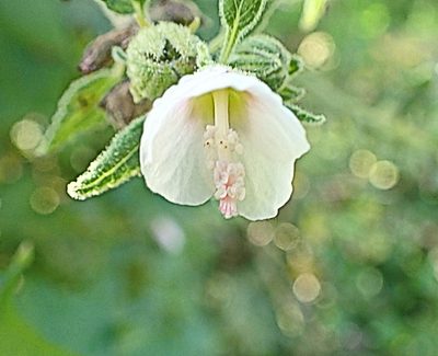 Pavonia columella, photographed by Di Turner