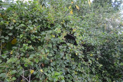 Muehlenbeckia australis, photographed by Jon Sullivan