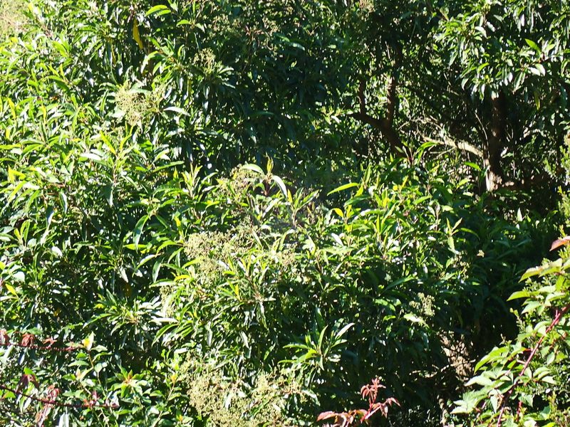 Nuxia floribunda, photographed by Di Turner