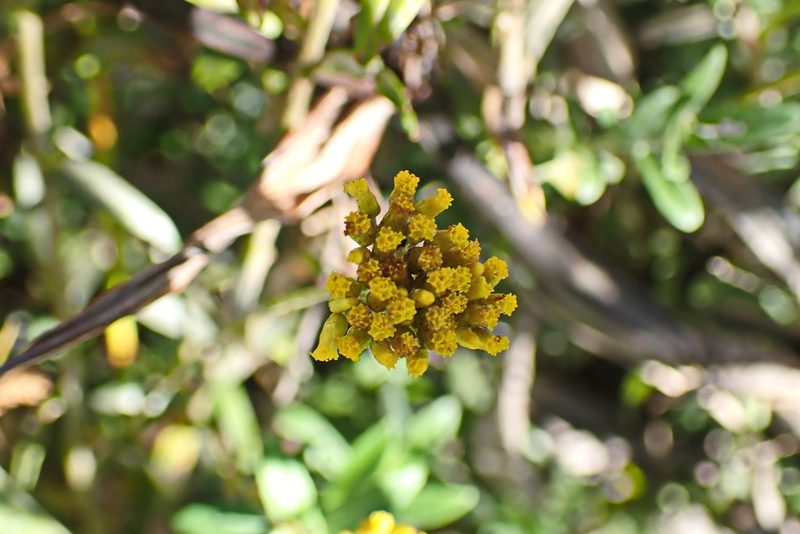 Helichrysum cymosum, photographed by Di Turner