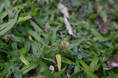Trifolium fragiferum, photographed by Jon Sullivan