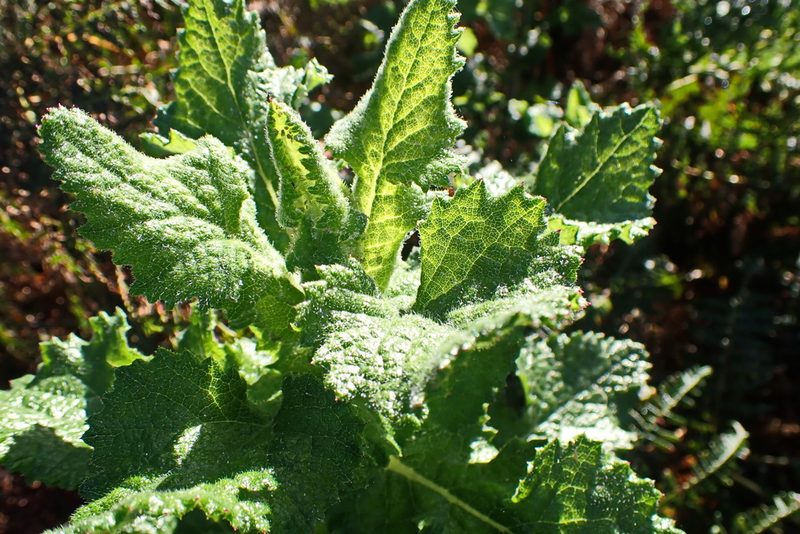Senecio rigidus, photographed by Di Turner