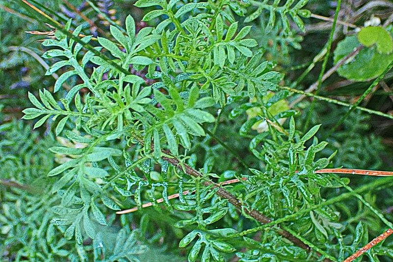 Hippia frutescens, photographed by Di Turner