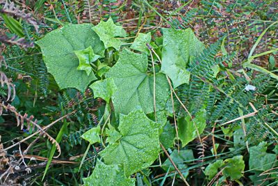 Delairea odorata, photographed by Di Turner