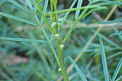 Psoralea arborea, photographed by Di Turner