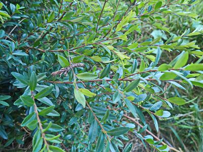 Myrsine africana, photographed by Di Turner