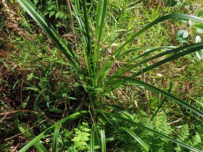 Cyperus congestus, photographed by Di Turner