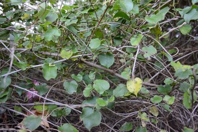 Muehlenbeckia australis, photographed by Jon Sullivan