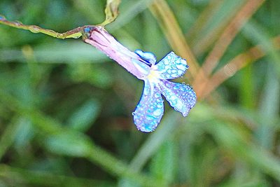 Lobelia neglecta, photographed by Di Turner