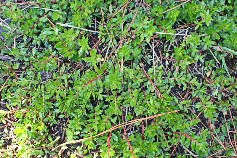 Laurembergia repens, photographed by Di Turner