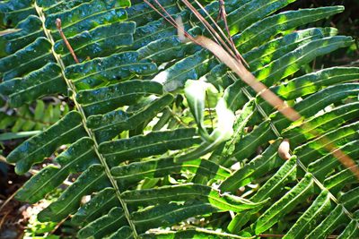 Blechnum punctulatum, photographed by Di Turner