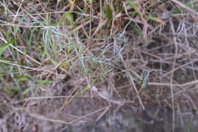 Senecio quadridentatus, photographed by Jon Sullivan