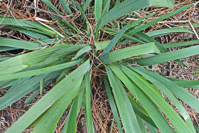 Aristea ecklonii, photographed by Di Turner