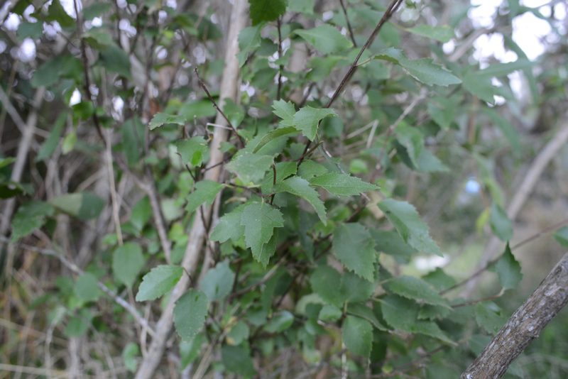 Hoheria populnea, photographed by Jon Sullivan