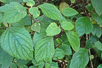 Plectranthus fruticosus, photographed by Di Turner