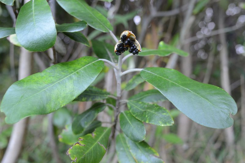 Pittosporum ralphii, photographed by Jon Sullivan