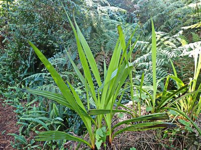 Wachendorfia thyrsiflora, photographed by Di Turner