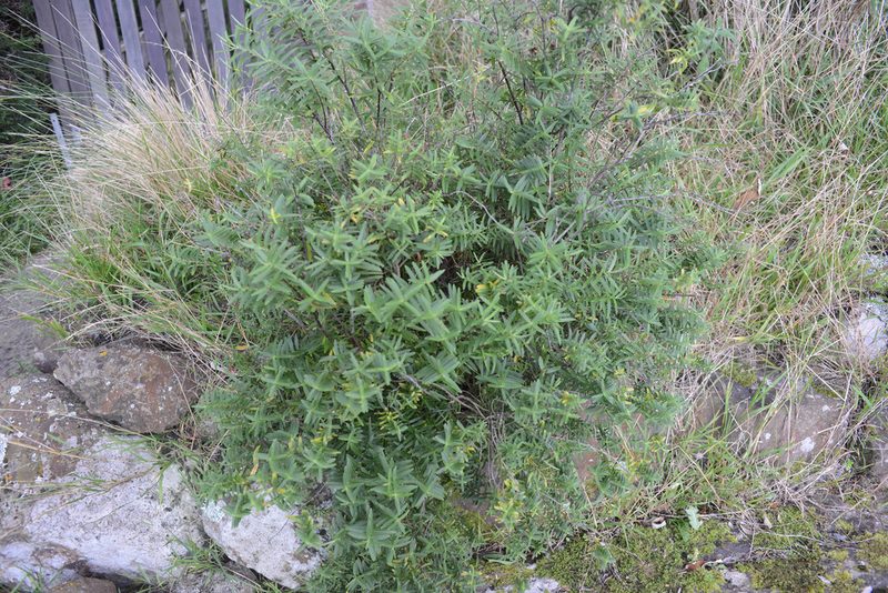 Veronica strictissima, photographed by Jon Sullivan