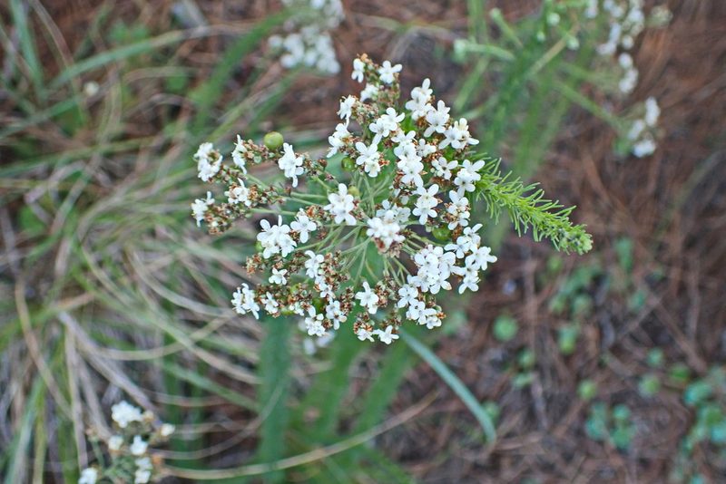 Selago corymbosa, photographed by Di Turner