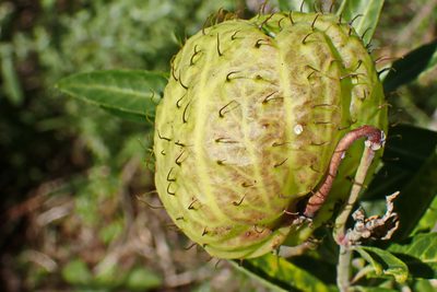 Gomphocarpus physocarpus, photographed by Di Turner