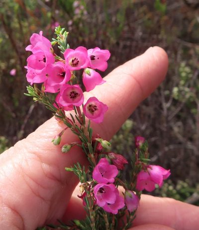 Erica axilliflora, photographed by linkie