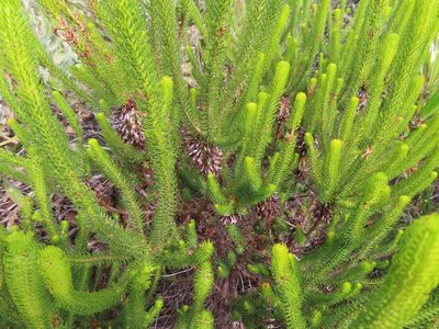 Erica sessiliflora, photographed by linkie