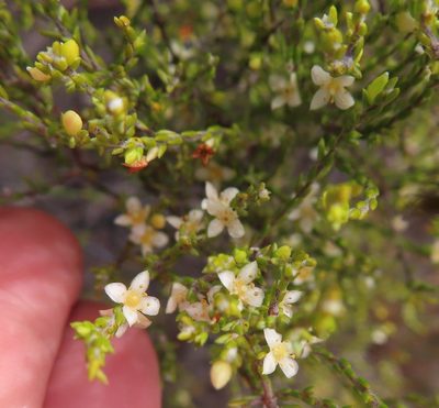 Lachnaea axillaris, photographed by linkie