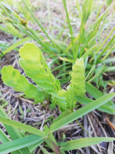 Berula thunbergii, photographed by Nadine Van Zyl