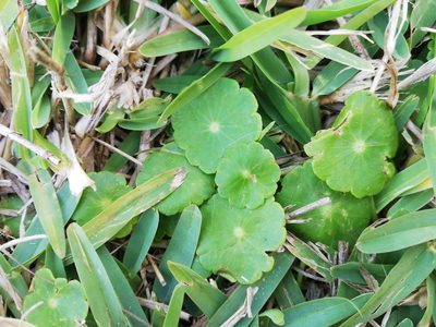 Hydrocotyle verticillata, photographed by Nadine Van Zyl