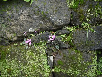 Sonerila scapigera, photographed by Dinesh Valke