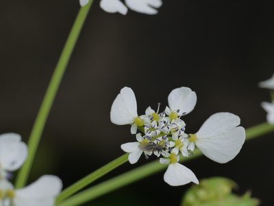 Pinda concanensis, photographed by Dinesh Valke