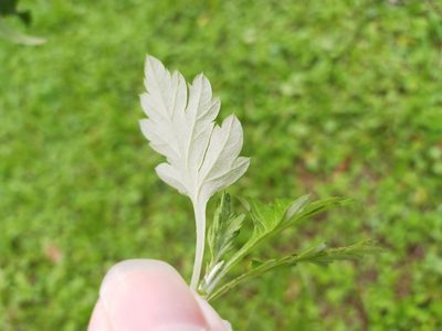 Artemisia indica