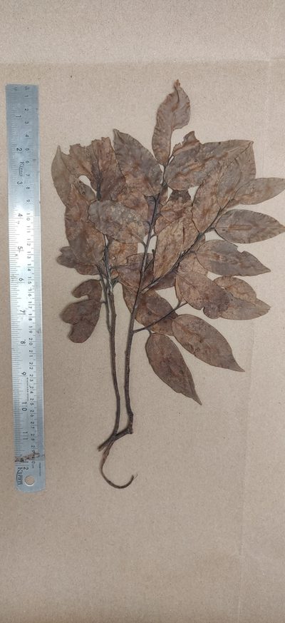 Hopea indica, photographed by T R Shankar Raman
