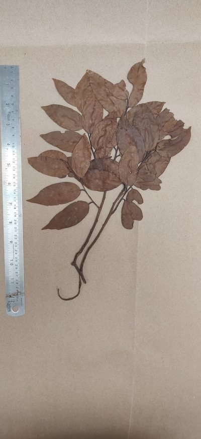 Hopea indica, photographed by T R Shankar Raman