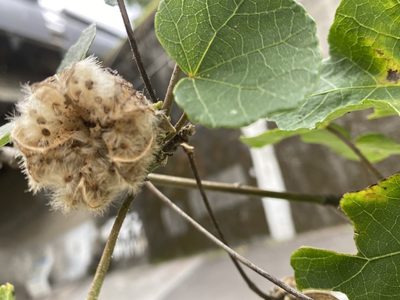 Hibiscus taiwanensis, photographed by 古淑玲