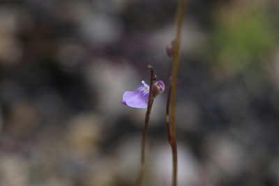 Utricularia caerulea, photographed by Hugo Innes