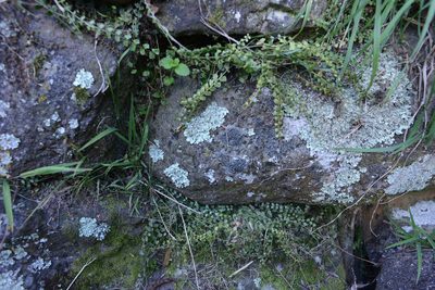 Asplenium flabellifolium, photographed by Jon Sullivan