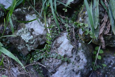 Asplenium flabellifolium, photographed by Jon Sullivan